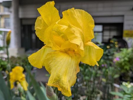 Photo, german iris, flower, flour, 