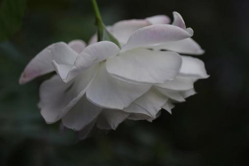 薔薇132 薔薇132の写真