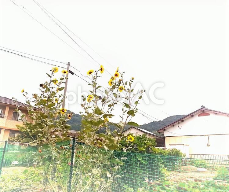 夏の名残り つる植物,ブランチ,塀の写真素材