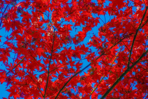 赤く染まる紅葉 赤く染まる紅葉の写真