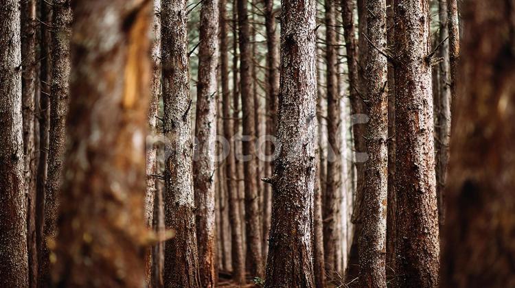 静寂に包まれた森の奥深く：高く伸びる木々 森,林,木の写真素材