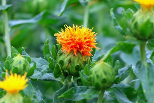 Photo, safflower hata, safflower, red, 