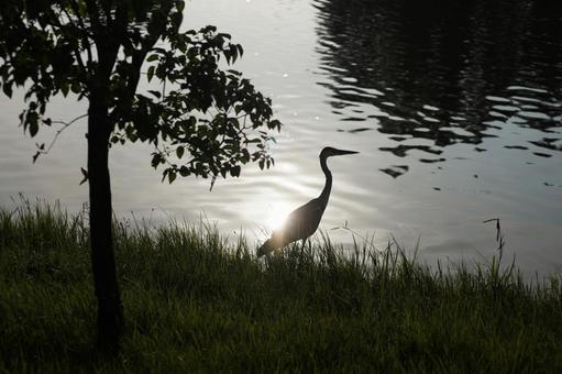 アオサギ アオサギ 鳥,野鳥,鳥類の写真素材