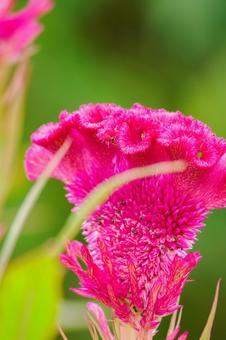 ケイトウ⑶ ケイトウ⑶ 花,ケイトウ,植物の写真素材