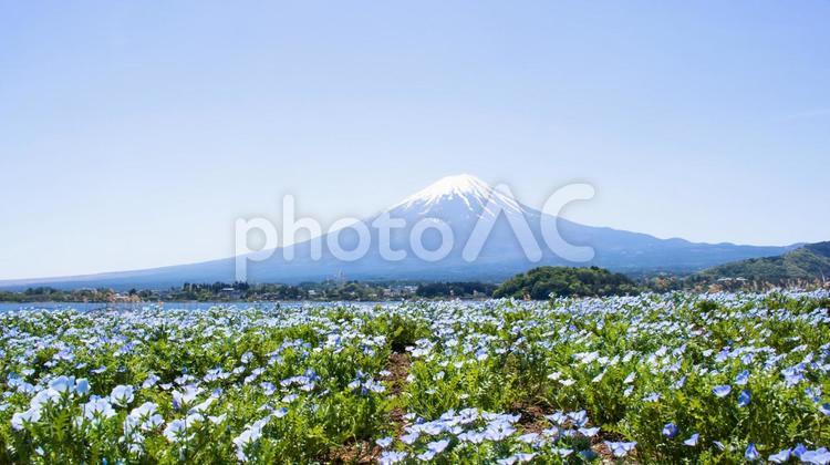雪が残る富士山と青いネモフィラの花畑 富士山,ネモフィラ,雪の写真素材