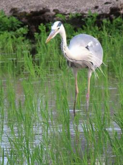 Grey Heron, JPG