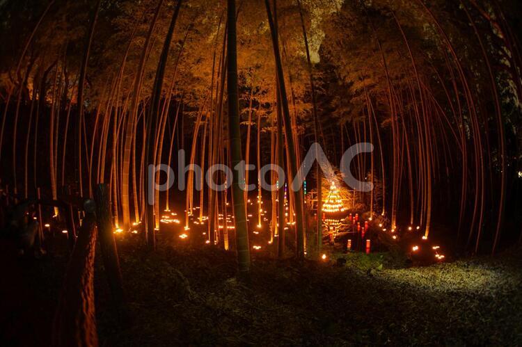 竹林ライトアップ（小机城址市民の森） 竹林,竹林ライトアップ,小机の写真素材