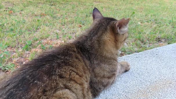 A fluffy cat enjoying the cool evening breeze, JPG