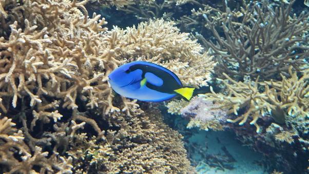 ナンヨウハギ 沖縄,海,生き物の写真素材