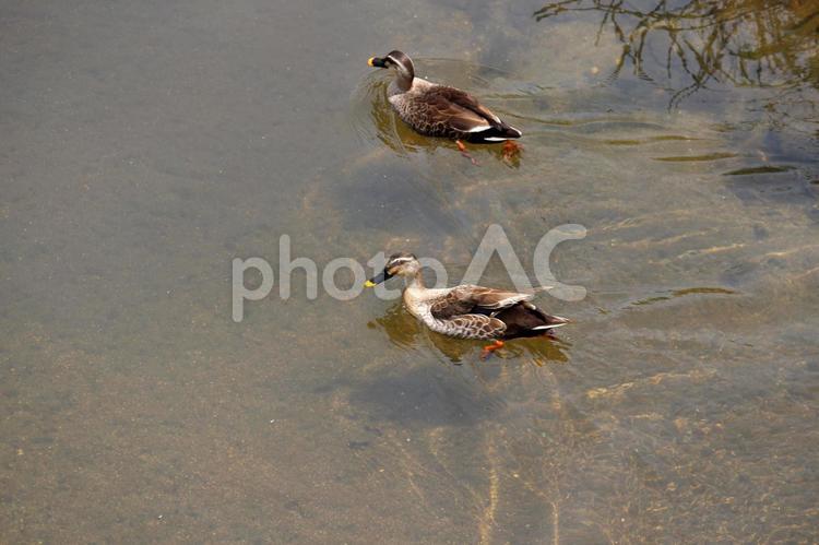二羽のカモ カモ,野鳥,水鳥の写真素材