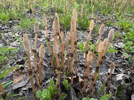 ツクシ ツクシ つくしんぼ,つくしんぼう,植物の写真素材
