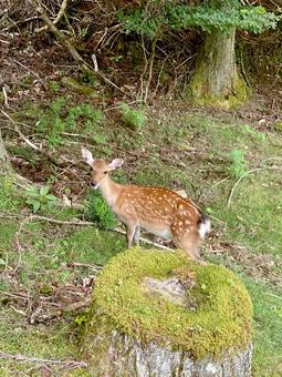 子鹿その2の写真
