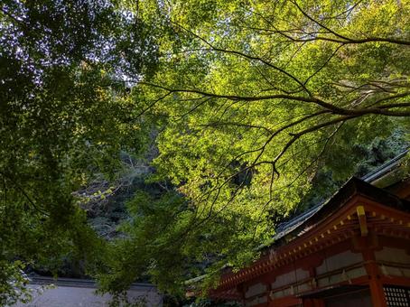 赤いお社 赤いお社 お社,深緑,木漏れ日の写真素材