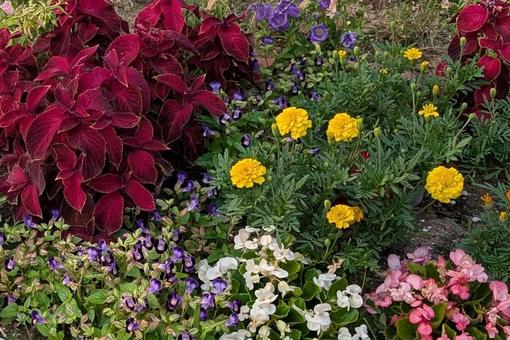 夏の花壇 夏の花壇 コリウス,カラーリーフ,マリーゴールドの写真素材