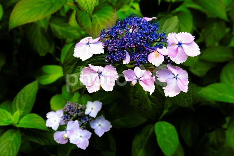 安城岬公園の草花 西伊豆町,安城岬,公園の写真素材