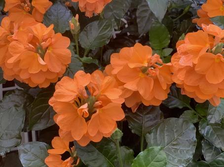クロサンドラ 花 クロサンドラ 花の写真