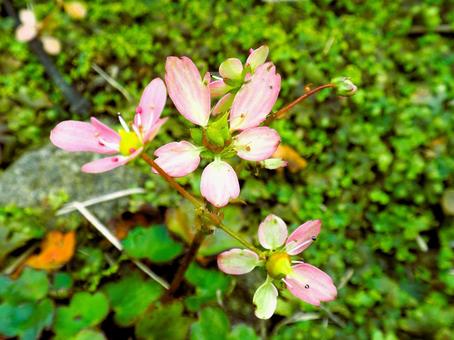 薄紅色の大文字草の写真