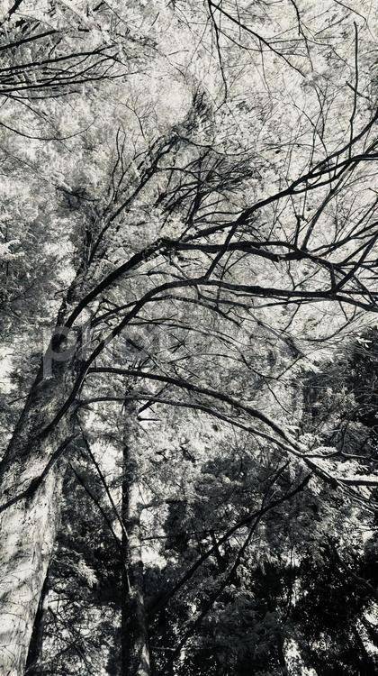 白黒写真の銀杏 白黒写真,白黒,いちょうの写真素材