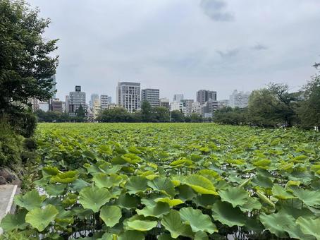 上野恩賜公園の不忍池 上野恩賜公園の不忍池の写真