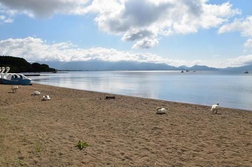 猪苗代湖畔の砂浜と白鳥たちのいる風景 猪苗代湖畔の砂浜と白鳥たちのいる風景 猪苗代湖,湖,湖畔の写真素材