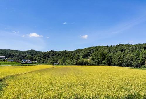 千葉県南部 8月の稲田の風景 千葉県南部 8月の稲田の風景の写真