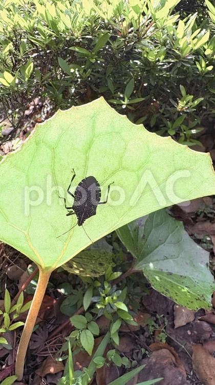 クサギカメムシ クサギカメムシ,カメムシ,虫の写真素材