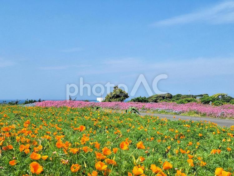 長井海の手公園ソレイユの丘　春の花畑 長井海の手公園ソレイユの丘,花畑,花園の写真素材