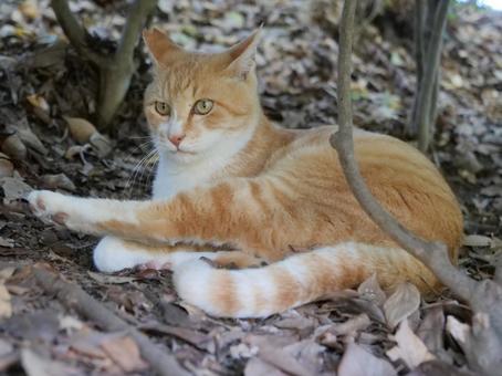 洗足池　垣根の猫 野良猫,地域猫,猫の写真素材