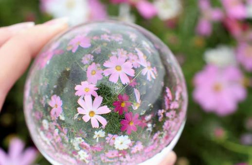 コスモス畑の写真