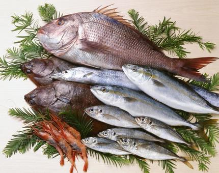 鮮魚集合 鮮魚集合 鮮魚集合,鮮魚,魚類の写真素材