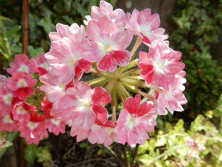 【花の写真】バーベナ 【花の写真】バーベナ バーベナ,花,植物の写真素材