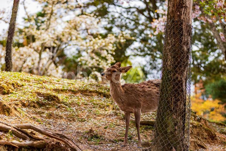 奈良公園　満開の桜と鹿　 奈良公園,鹿,動物の写真素材