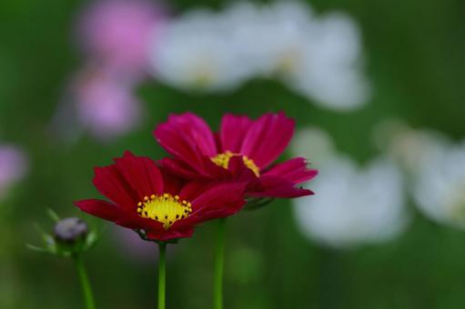 秋風に揺れて咲くの写真