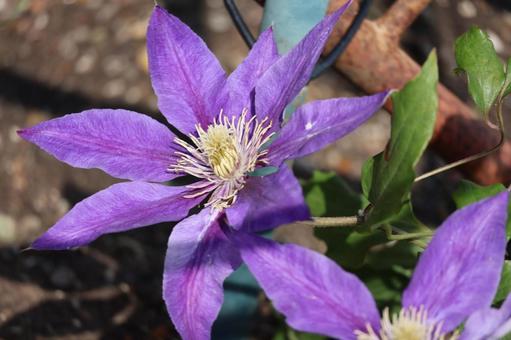 紫色の花びらのクレマチスの花のアップ 紫色の花びらのクレマチスの花のアップの写真