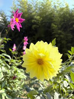 黄色いダリアの花 ダリア,黄色,花の写真素材