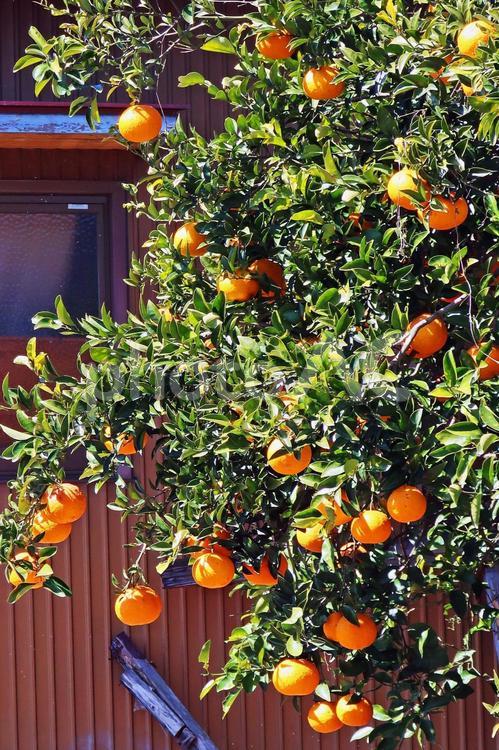 納屋に接近して実る夏みかん 植物,橙色,みかんの写真素材