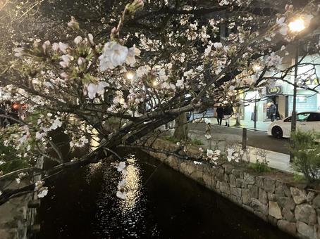 京都・木屋町・高瀬川の桜 京都・木屋町・高瀬川の桜の写真