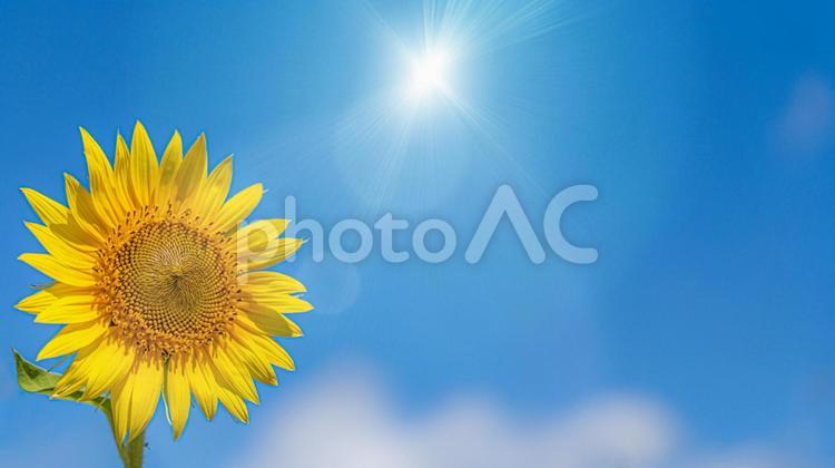 向日葵　強い日差し　夏イメージ 向日葵,ひまわり,ヒマワリの写真素材