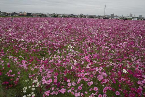 コスモス（安城市赤松町） コスモス,安城市赤松町,秋の風景の写真素材