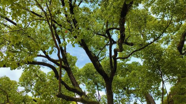 trees 009, fresh green, sky, sunny, JPG