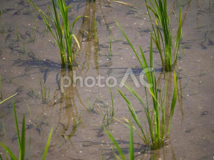 水田に生息するオタマジャクシ オタマジャクシ,カエルの子,水田の写真素材