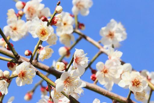 美しい白梅　４ 梅の花,白,春の写真素材