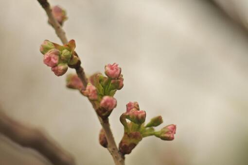 桜のつぼみ 桜のつぼみの写真
