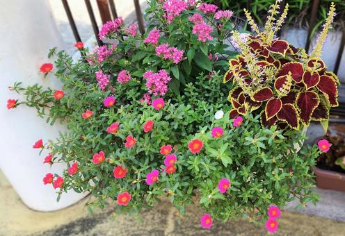 Pink planter, JPG Pink planter, JPG