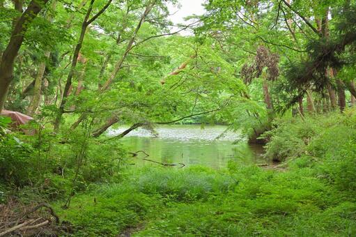 宮城県仙台市宮城野区　与兵衛沼 沼,与兵衛沼,水面の写真素材