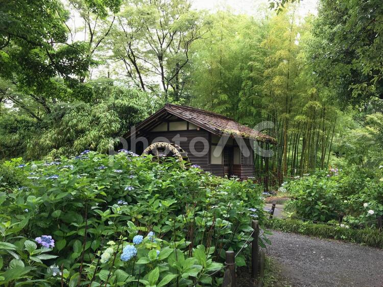 雨の中の水車小屋 水車小屋,水車小屋と紫陽花,あじさいと水車小屋の写真素材