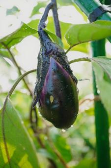 Photo, eggplant, field, vegetables, 