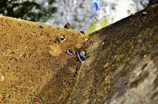 濡れたコンクリートを進むカワニナ カワニナ,川蜷,水際の写真素材