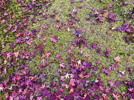 落ちた紅葉 紅葉,もみじ,赤葉の写真素材