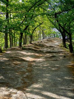 古墳に続く新緑の坂道 古墳に続く新緑の坂道の写真